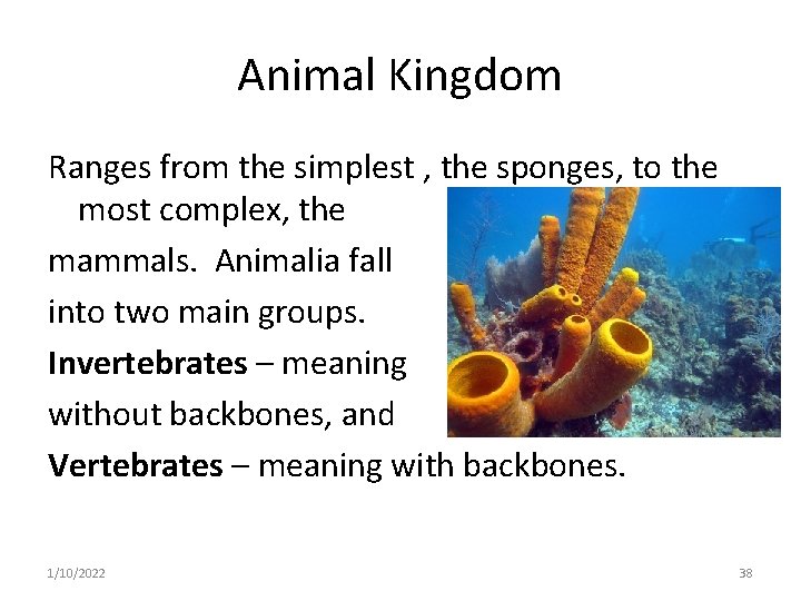 Animal Kingdom Ranges from the simplest , the sponges, to the most complex, the