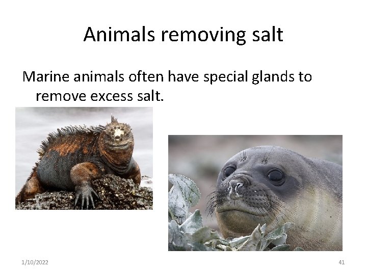 Animals removing salt Marine animals often have special glands to remove excess salt. 1/10/2022