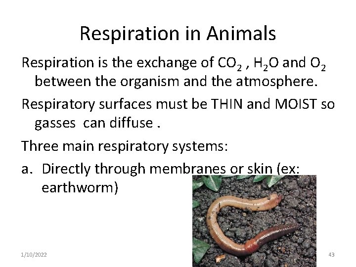 Respiration in Animals Respiration is the exchange of CO 2 , H 2 O