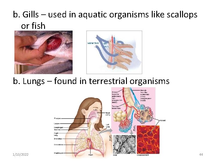 b. Gills – used in aquatic organisms like scallops or fish b. Lungs –