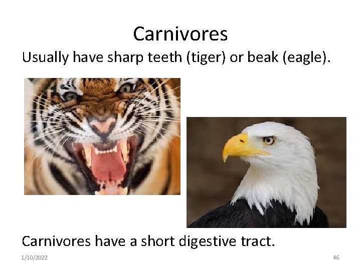 Carnivores Usually have sharp teeth (tiger) or beak (eagle). Carnivores have a short digestive