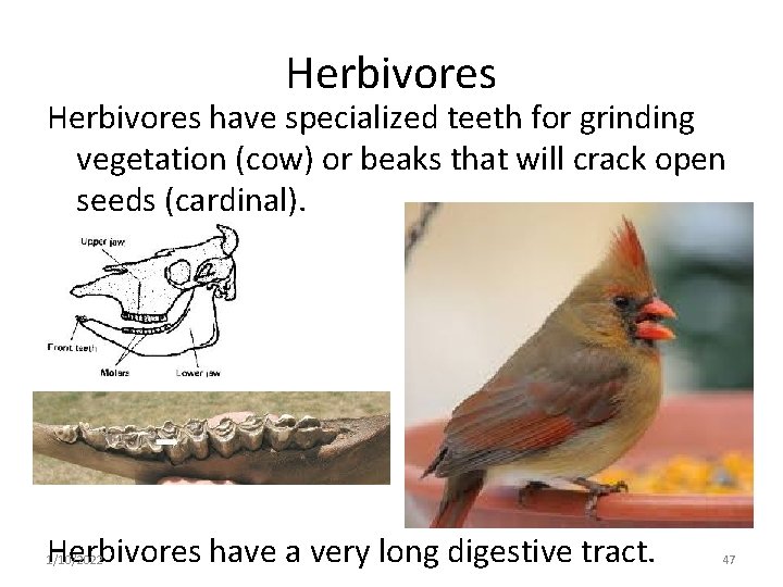 Herbivores have specialized teeth for grinding vegetation (cow) or beaks that will crack open
