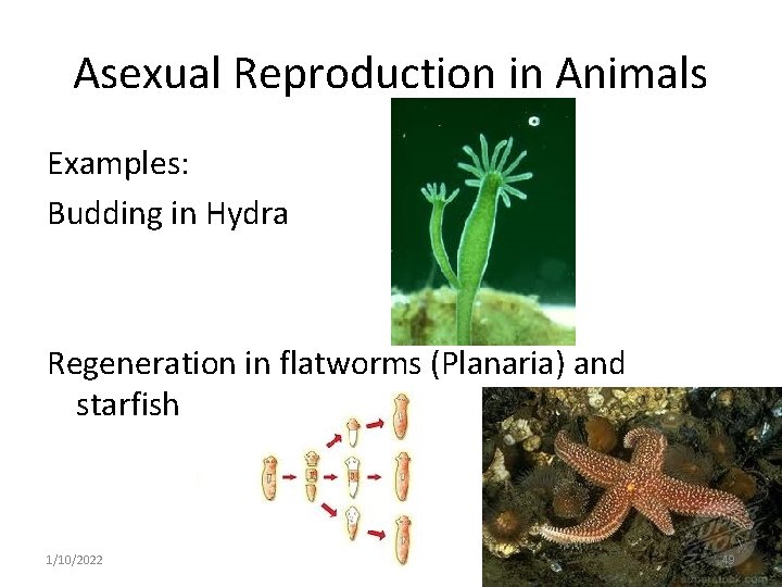 Asexual Reproduction in Animals Examples: Budding in Hydra Regeneration in flatworms (Planaria) and starfish