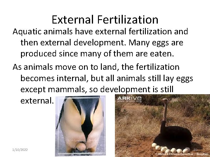 External Fertilization Aquatic animals have external fertilization and then external development. Many eggs are