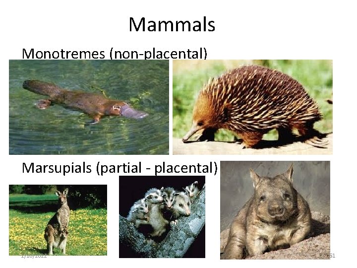 Mammals Monotremes (non-placental) Marsupials (partial - placental) 1/10/2022 51 