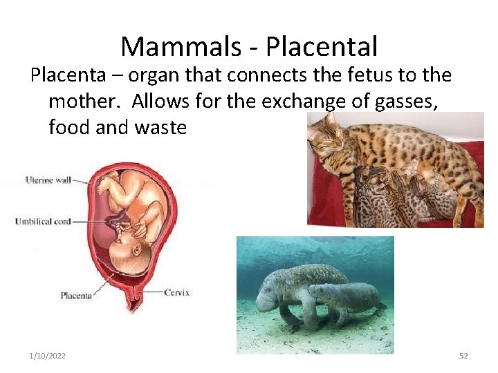 Mammals - Placental Placenta – organ that connects the fetus to the mother. Allows