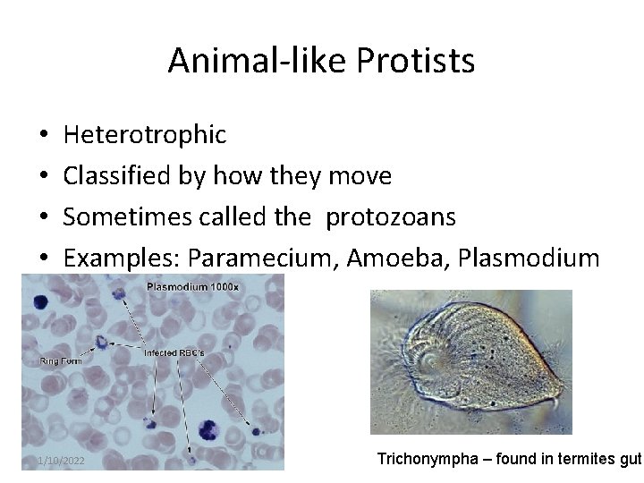 Animal-like Protists • • Heterotrophic Classified by how they move Sometimes called the protozoans
