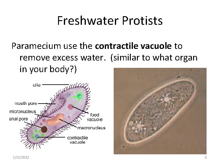 Freshwater Protists Paramecium use the contractile vacuole to remove excess water. (similar to what