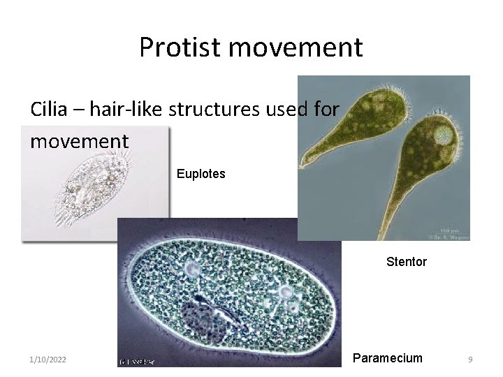 Protist movement Cilia – hair-like structures used for movement Euplotes Stentor 1/10/2022 Paramecium 9