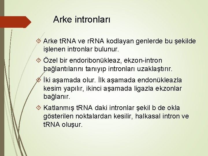 Arke intronları Arke t. RNA ve r. RNA kodlayan genlerde bu şekilde işlenen intronlar