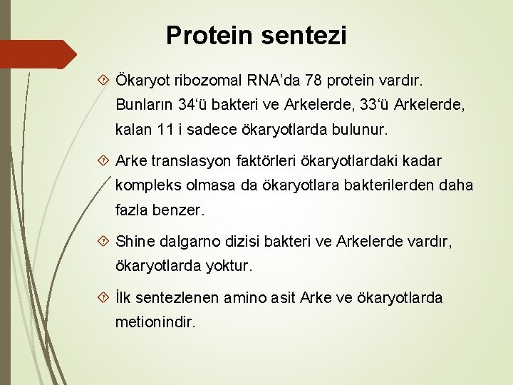 Protein sentezi Ökaryot ribozomal RNA’da 78 protein vardır. Bunların 34‘ü bakteri ve Arkelerde, 33‘ü