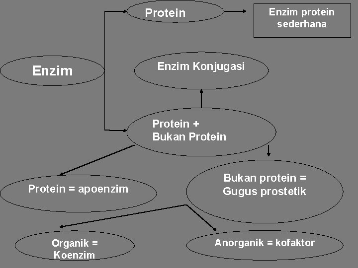 Protein Enzim protein sederhana Enzim Konjugasi Protein + Bukan Protein = apoenzim Organik =