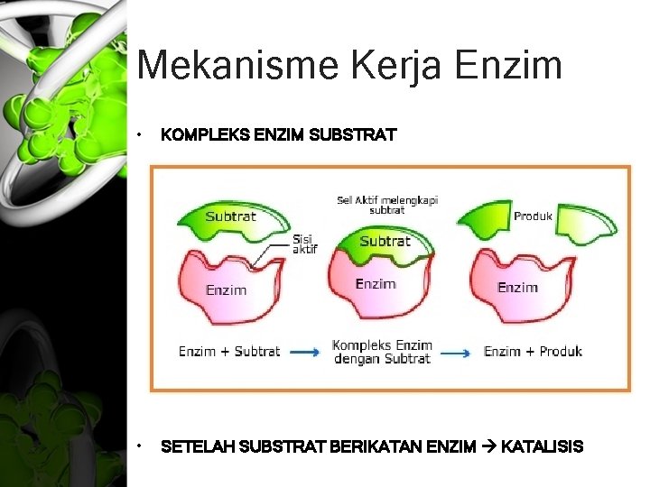 Mekanisme Kerja Enzim • KOMPLEKS ENZIM SUBSTRAT • SETELAH SUBSTRAT BERIKATAN ENZIM KATALISIS 