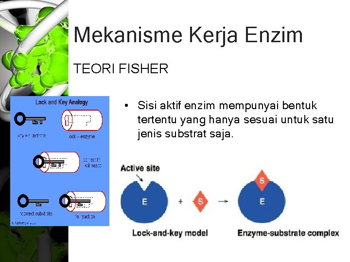 Mekanisme Kerja Enzim TEORI FISHER • Sisi aktif enzim mempunyai bentuk tertentu yang hanya