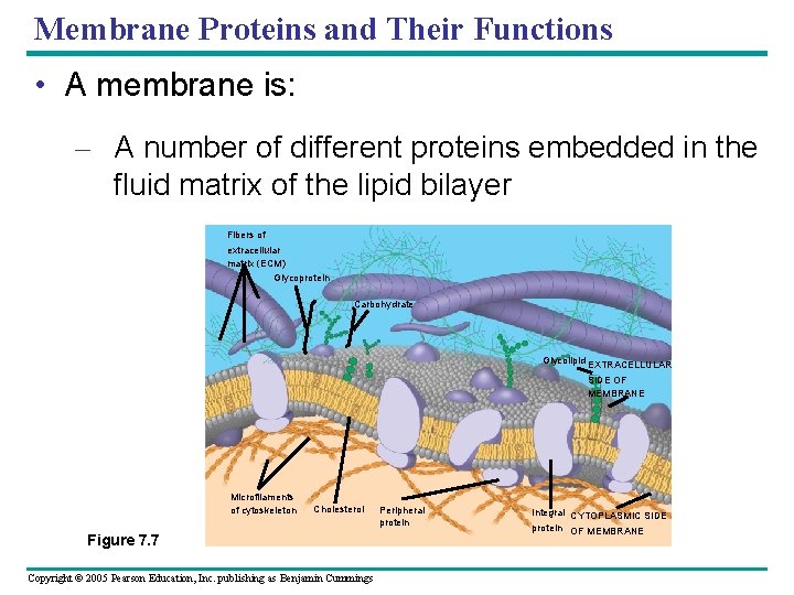Membrane Proteins and Their Functions • A membrane is: – A number of different