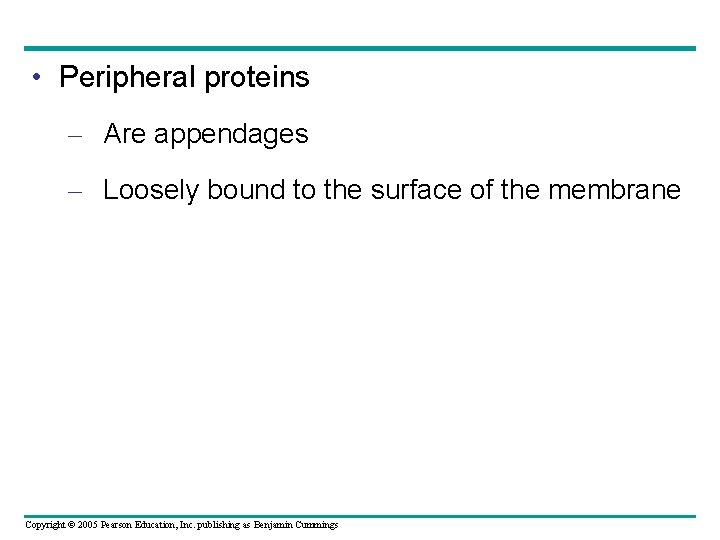  • Peripheral proteins – Are appendages – Loosely bound to the surface of