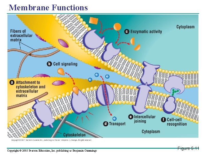 Membrane Functions Copyright © 2005 Pearson Education, Inc. publishing as Benjamin Cummings Figure 5.