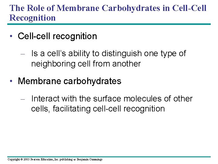 The Role of Membrane Carbohydrates in Cell-Cell Recognition • Cell-cell recognition – Is a