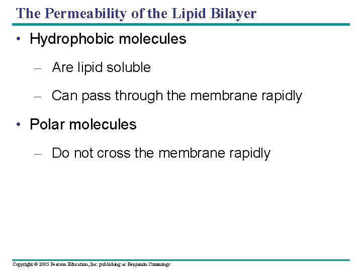 The Permeability of the Lipid Bilayer • Hydrophobic molecules – Are lipid soluble –