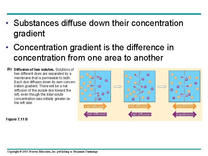  • Substances diffuse down their concentration gradient • Concentration gradient is the difference