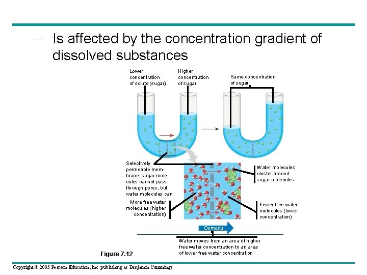 – Is affected by the concentration gradient of dissolved substances Lower concentration of solute