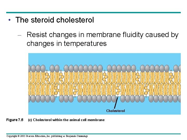  • The steroid cholesterol – Resist changes in membrane fluidity caused by changes
