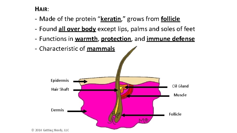 HAIR: - Made of the protein “keratin, ” grows from follicle - Found all HAIR: - Made of the protein “keratin, ” grows from follicle - Found all