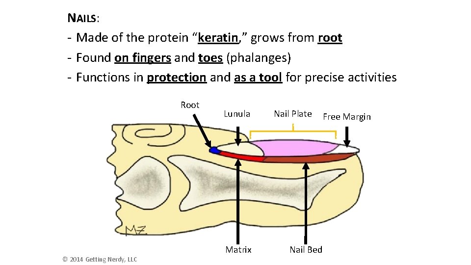 NAILS: - Made of the protein “keratin, ” grows from root - Found on NAILS: - Made of the protein “keratin, ” grows from root - Found on