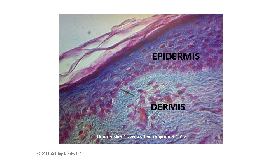 EPIDERMIS Human Skin Cross-section magnified 100 x © 2014 Getting Nerdy, LLC  EPIDERMIS Human Skin Cross-section magnified 100 x © 2014 Getting Nerdy, LLC