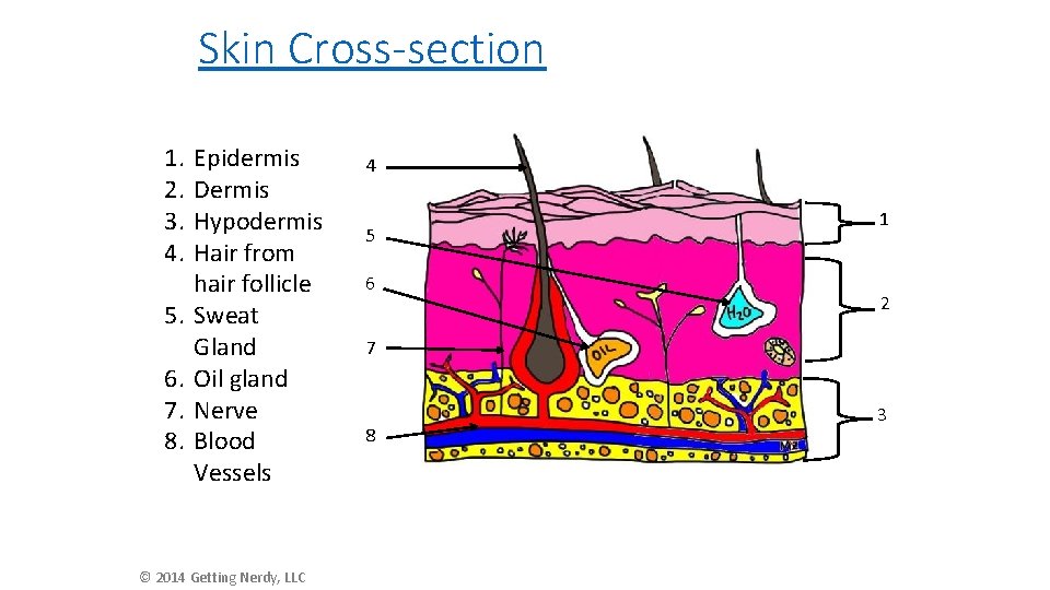 Skin Cross-section 1. 2. 3. 4. 5. 6. 7. 8. Epidermis Dermis Hypodermis Hair Skin Cross-section 1. 2. 3. 4. 5. 6. 7. 8. Epidermis Dermis Hypodermis Hair