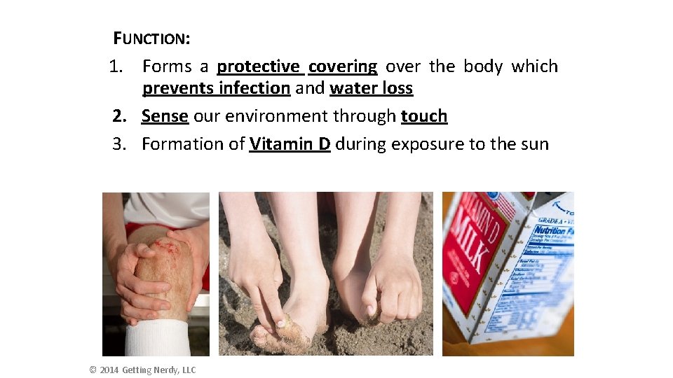 FUNCTION: 1. Forms a protective covering over the body which prevents infection and water FUNCTION: 1. Forms a protective covering over the body which prevents infection and water