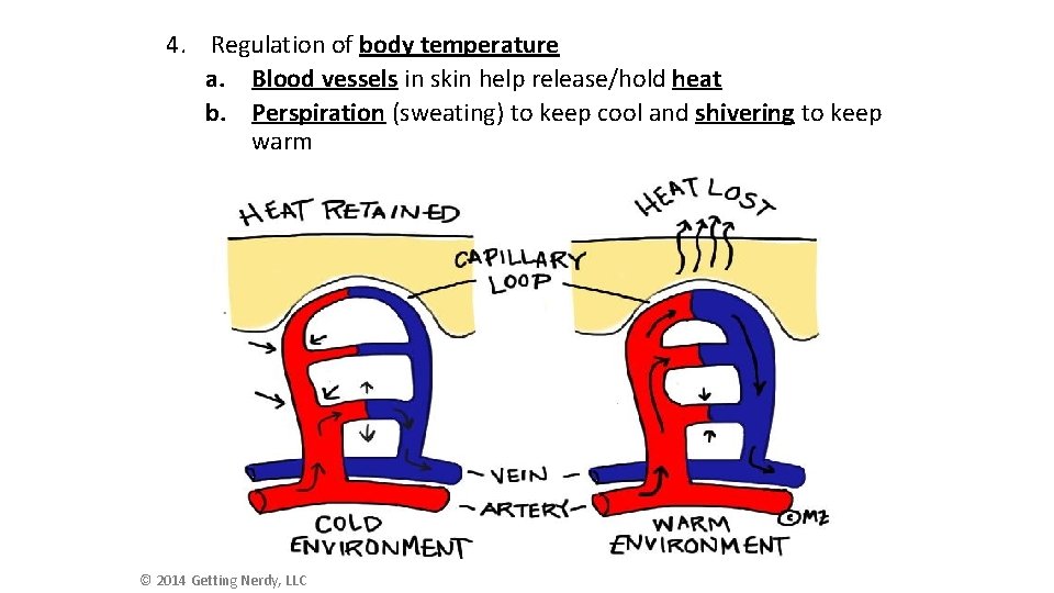 4. Regulation of body temperature a. Blood vessels in skin help release/hold heat b. 4. Regulation of body temperature a. Blood vessels in skin help release/hold heat b.
