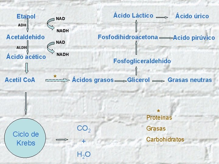 Etanol Ácido Láctico NAD Ácido úrico ADH NADH Acetaldehido Fosfodihidroacetona NAD Acido pirúvico ALDH