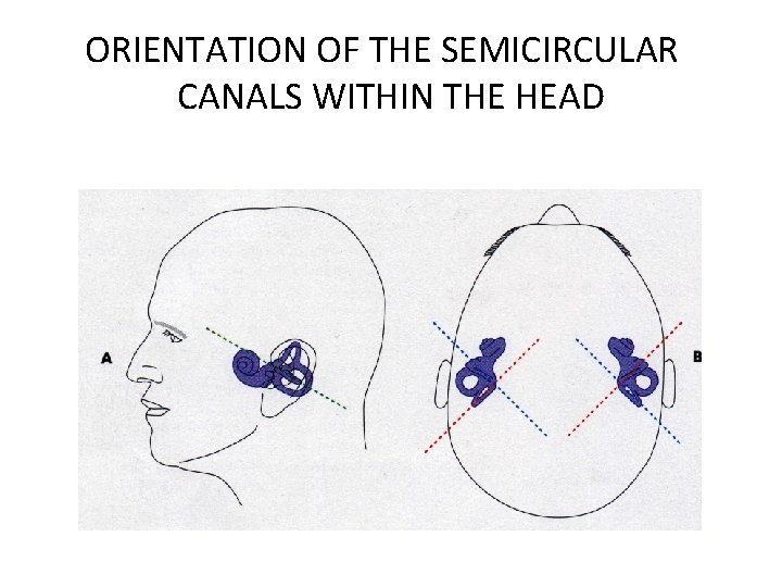 ORIENTATION OF THE SEMICIRCULAR CANALS WITHIN THE HEAD 