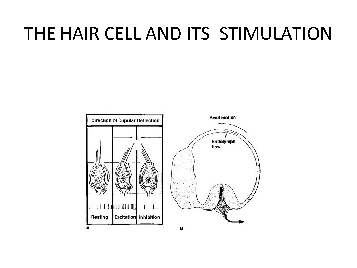 THE HAIR CELL AND ITS STIMULATION 