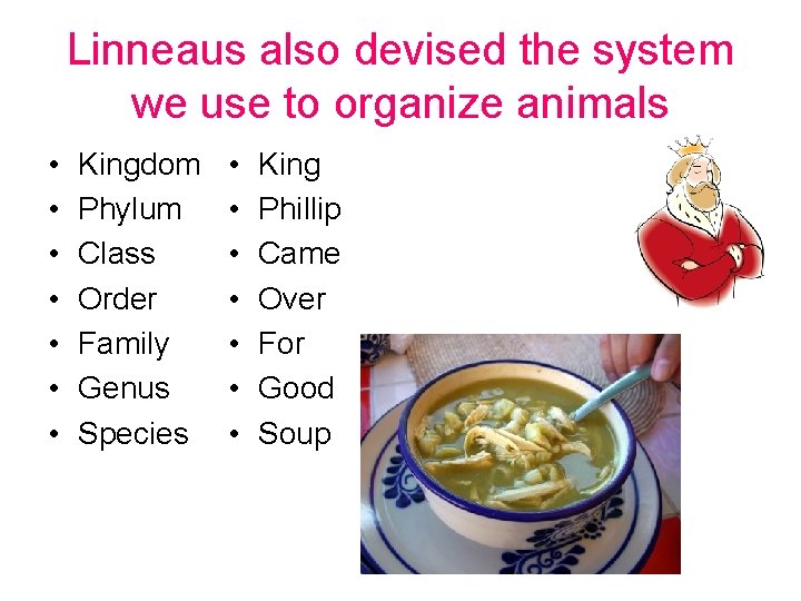 Linneaus also devised the system we use to organize animals • • Kingdom Phylum