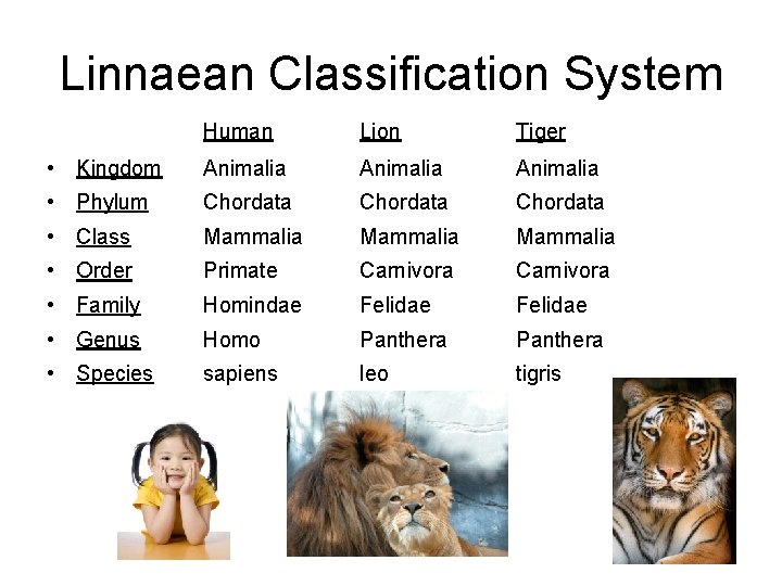 Linnaean Classification System Human Lion Tiger • Kingdom Animalia • Phylum Chordata • Class