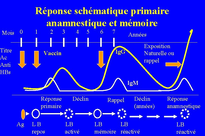 Mois 0 Titre Ac Anti HBs Réponse schématique primaire anamnestique et mémoire 1 2 Mois 0 Titre Ac Anti HBs Réponse schématique primaire anamnestique et mémoire 1 2