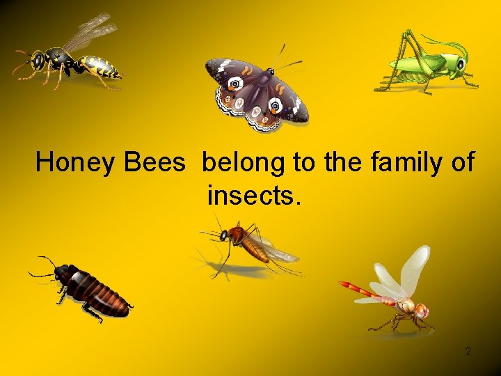 Honey Bees belong to the family of insects. 2 