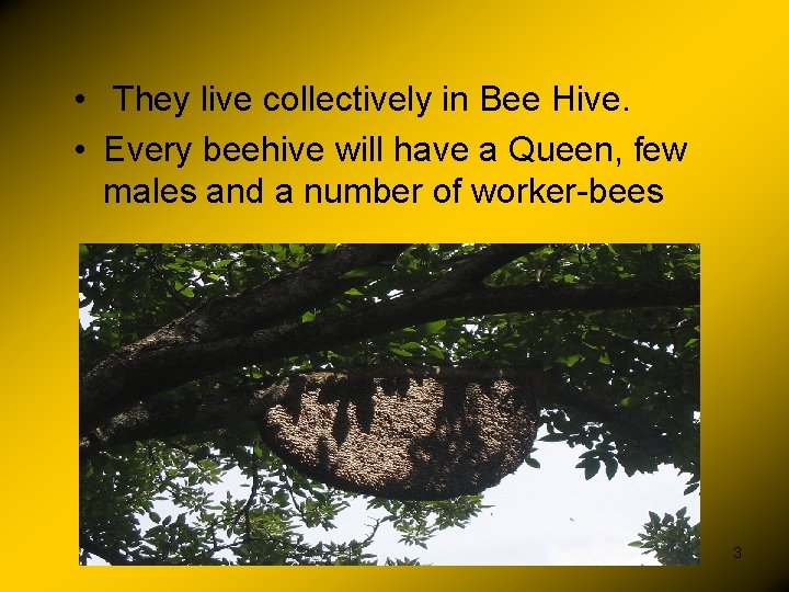  • They live collectively in Bee Hive. • Every beehive will have a