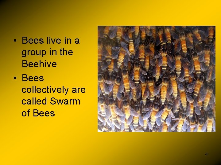  • Bees live in a group in the Beehive • Bees collectively are