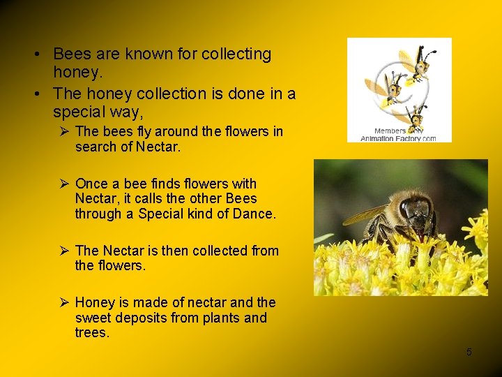  • Bees are known for collecting honey. • The honey collection is done