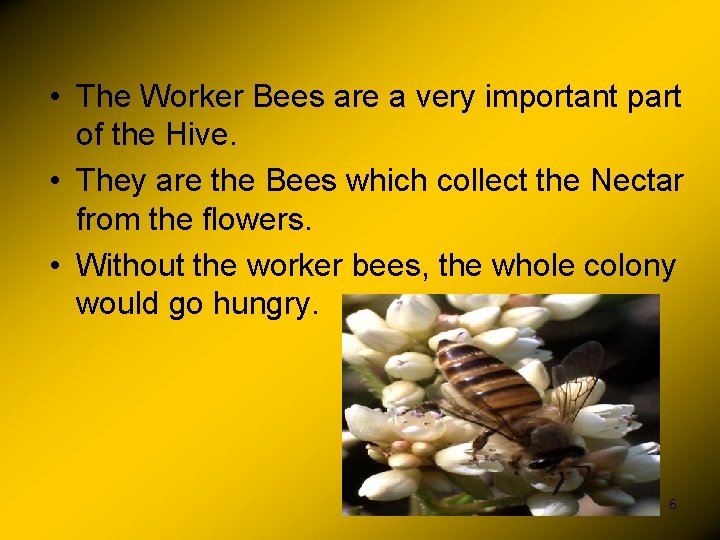  • The Worker Bees are a very important part of the Hive. •