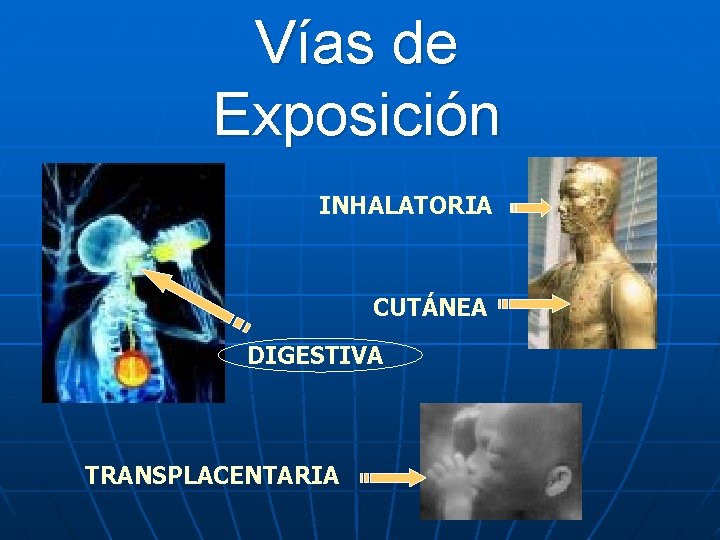 Vías de Exposición INHALATORIA CUTÁNEA DIGESTIVA TRANSPLACENTARIA 