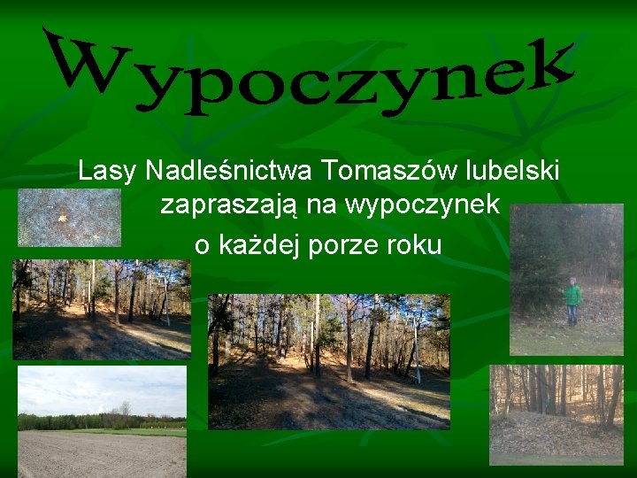 Lasy Nadleśnictwa Tomaszów lubelski zapraszają na wypoczynek o każdej porze roku 
