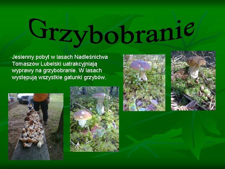 Jesienny pobyt w lasach Nadleśnictwa Tomaszów Lubelski uatrakcyjniają wyprawy na grzybobranie. W lasach występują