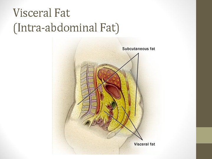 Visceral Fat (Intra-abdominal Fat) 