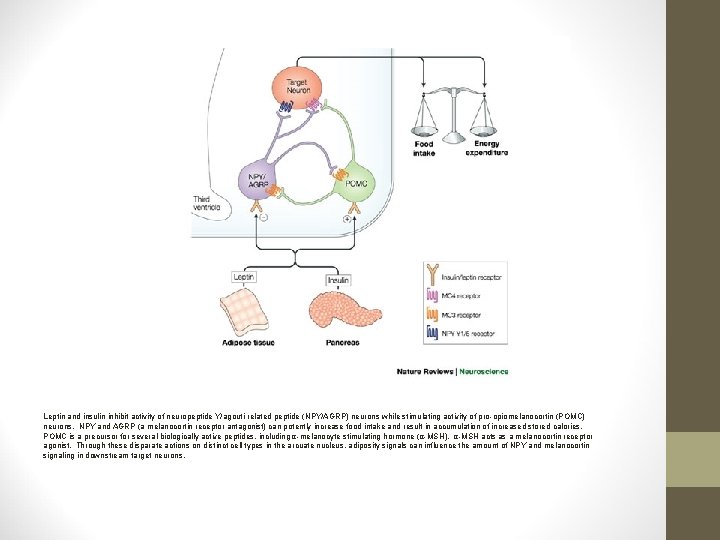 Leptin and insulin inhibit activity of neuropeptide Y/agouti-related peptide (NPY/AGRP) neurons while stimulating activity