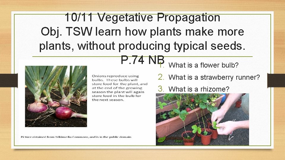 10/11 Vegetative Propagation Obj. TSW learn how plants make more plants, without producing typical
