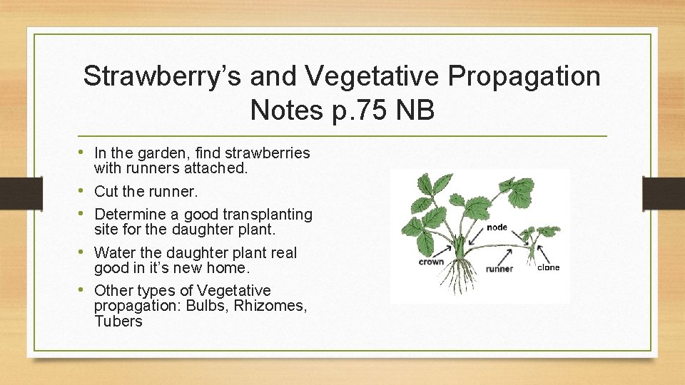 Strawberry’s and Vegetative Propagation Notes p. 75 NB • In the garden, find strawberries